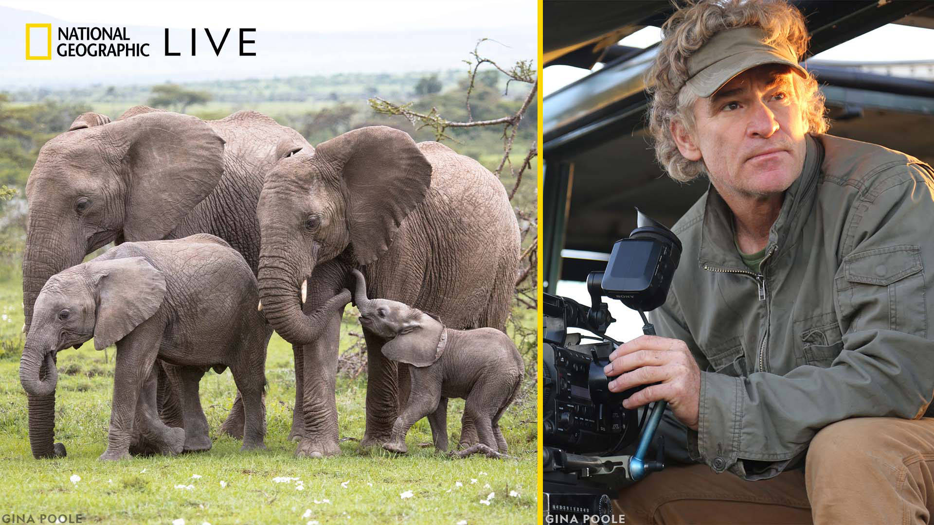 Composite image of a herd of elephants in Nature an Bob Poole on the job as a nature photographer. He is a caucasian man with medium length curly grey hair. He is wearing a green jacket and visor.