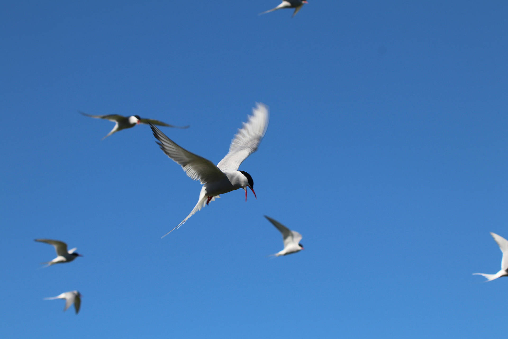 A closeup shot of a seabird flying in a blue sky with its open beak pointed towards the ground.