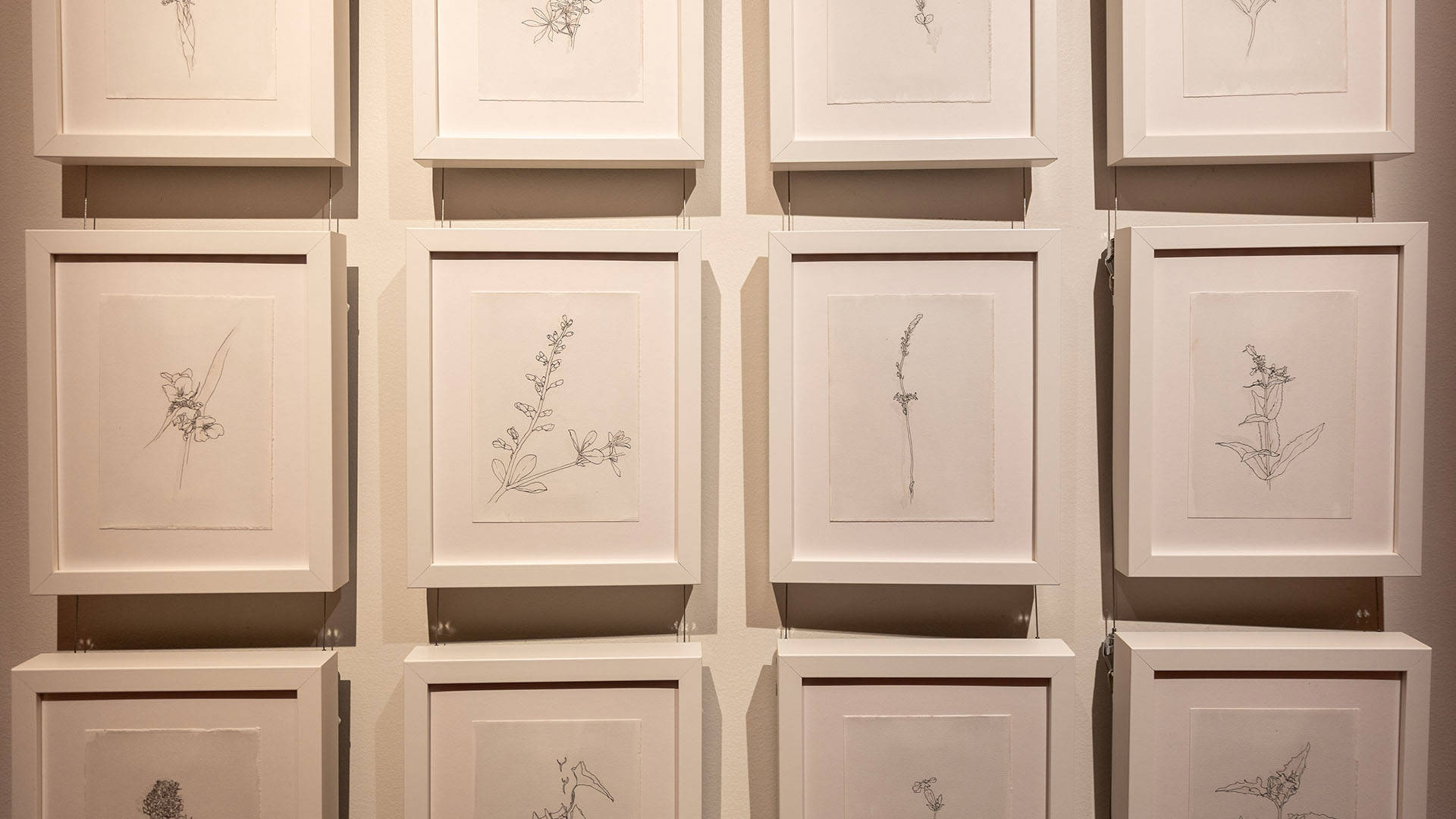Black and white drawings of wild plants hanging on a gallery wall.