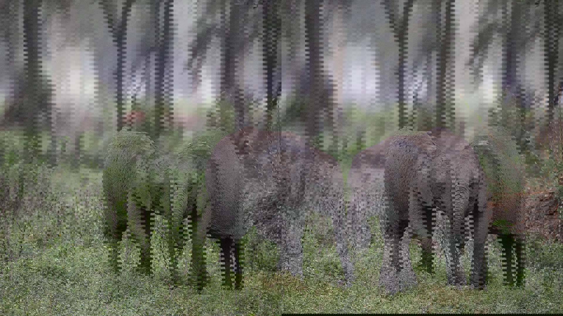 Two baby elephants in the wild face to face