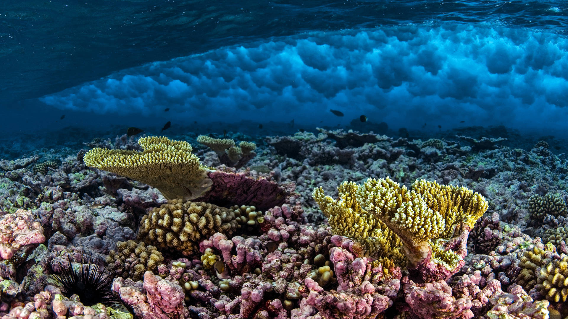 A coral reef of yellow and pink coral under the ocean.