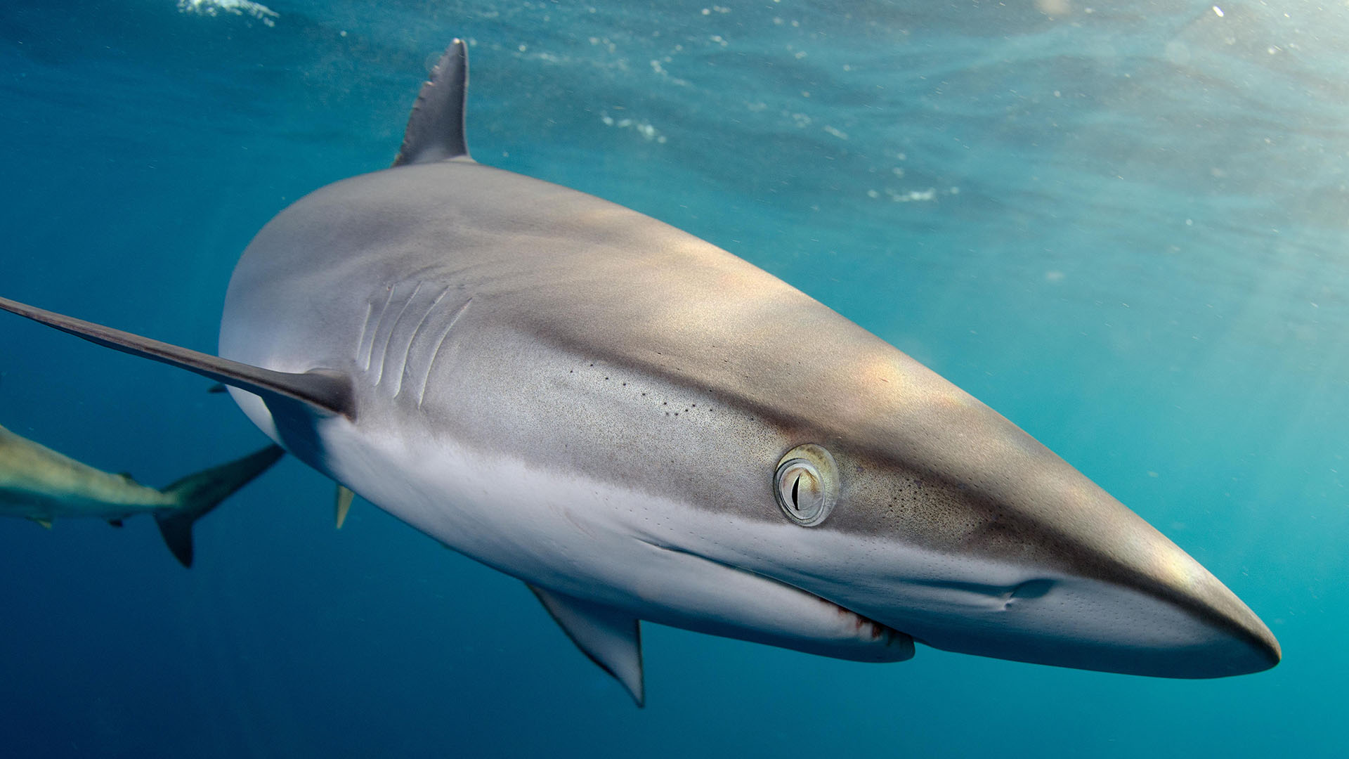The Untold Story of Sharks with Marine Biologist Jess Cramp