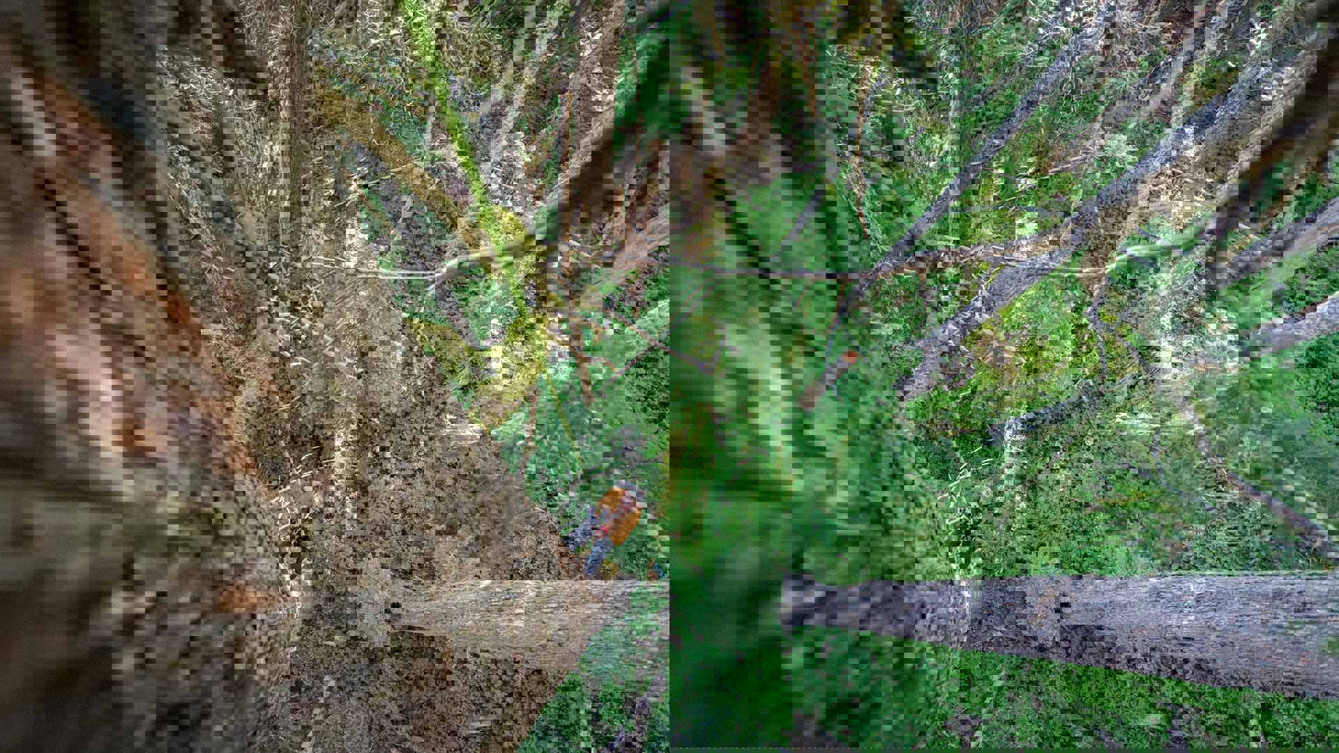 Eagle eye view of an over 100 foot tall tree and surrounding forest. A caucasian man is climbing the tree connected by a green rope.