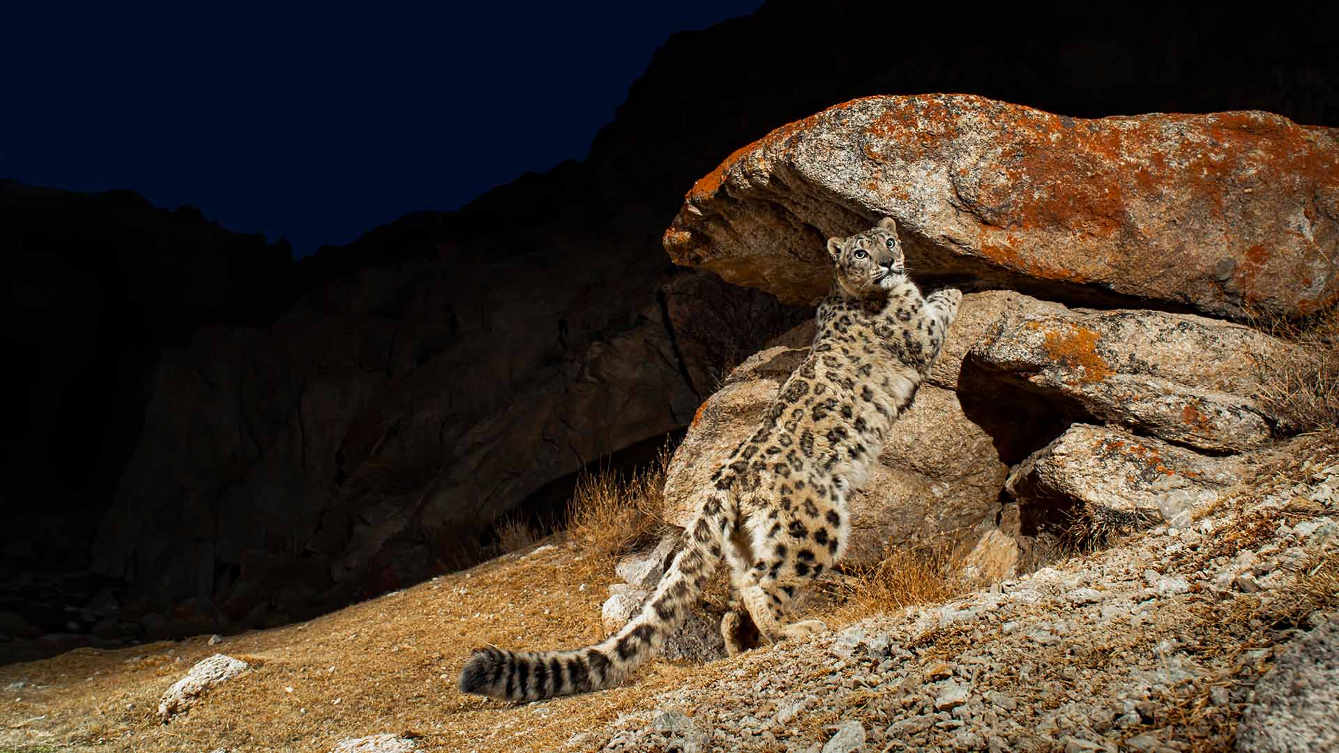 Wild Cats Revealed with Filmmaker Sandesh Kadur