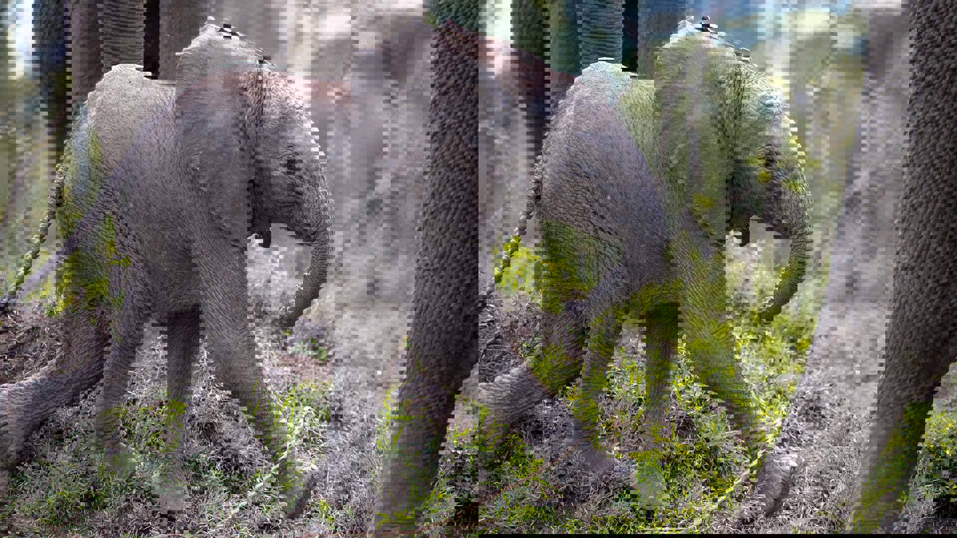 A baby elephant running between adults.