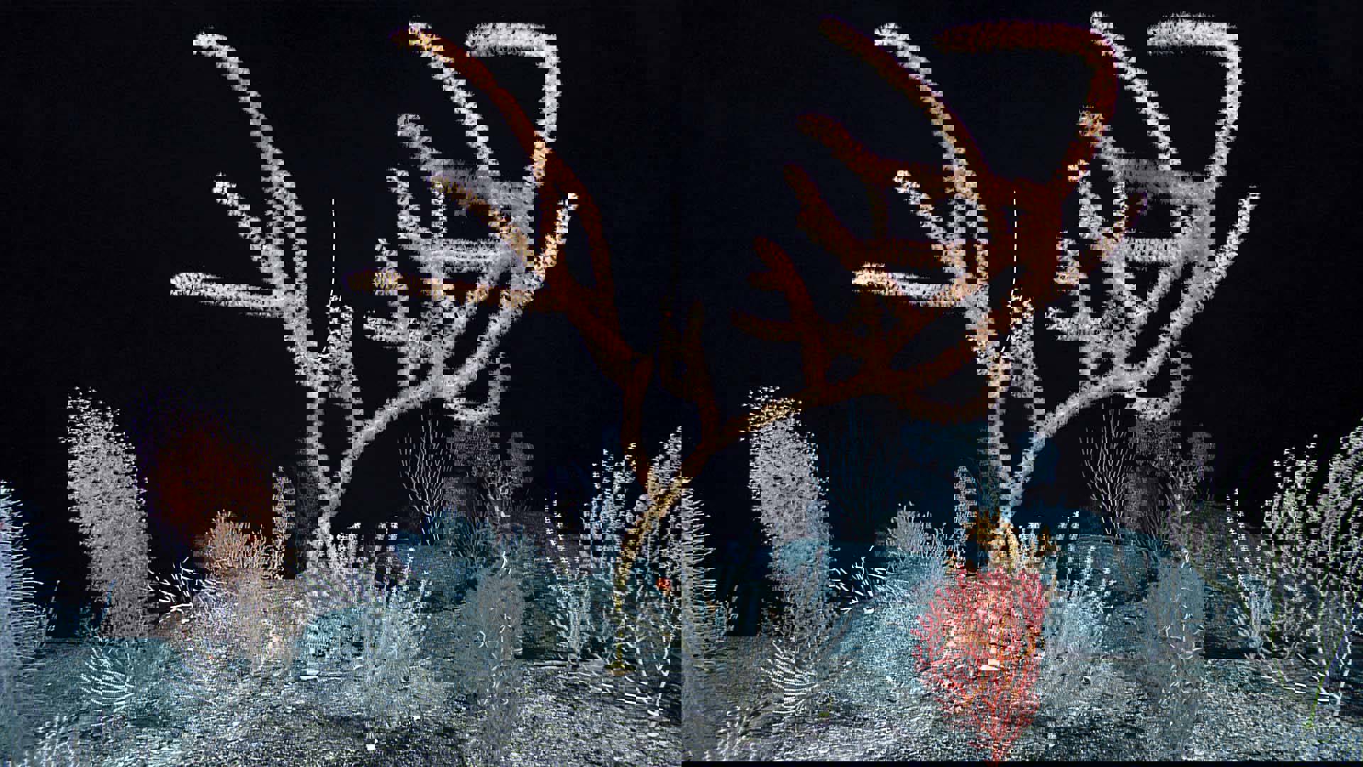 A beautiful & colorful variety of deep sea coral life