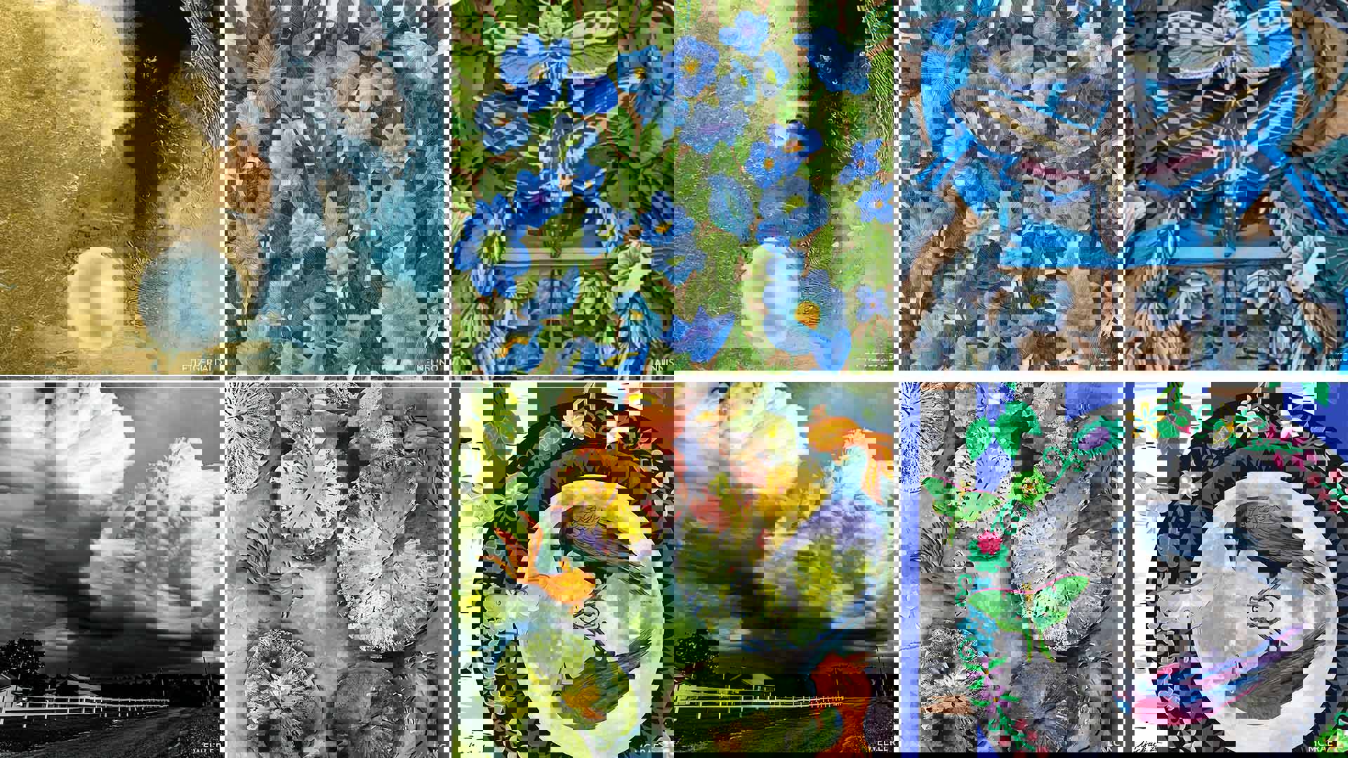 A six image grid collage of various paintings, photographs, sketches and multi-media art pieces in each square. Each has a theme and focus of nature.