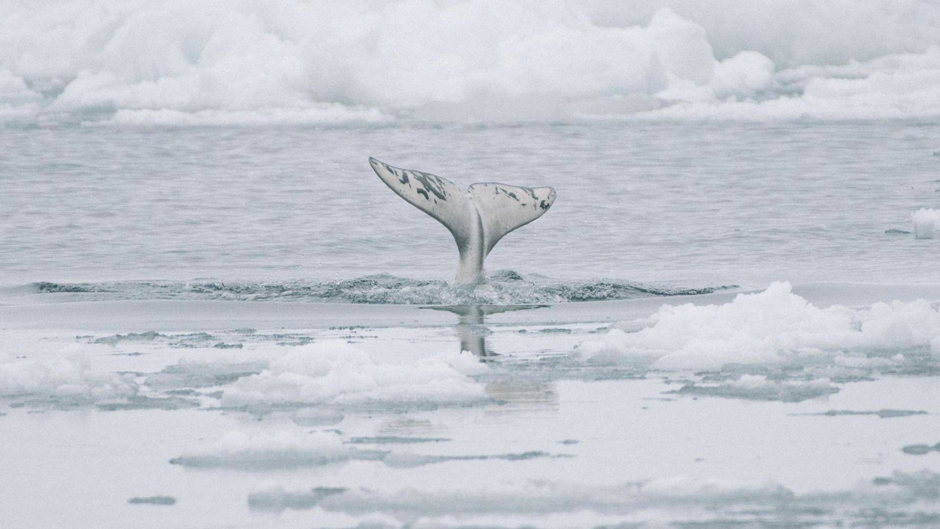 A whale's tale coming out of icy arctic waters.