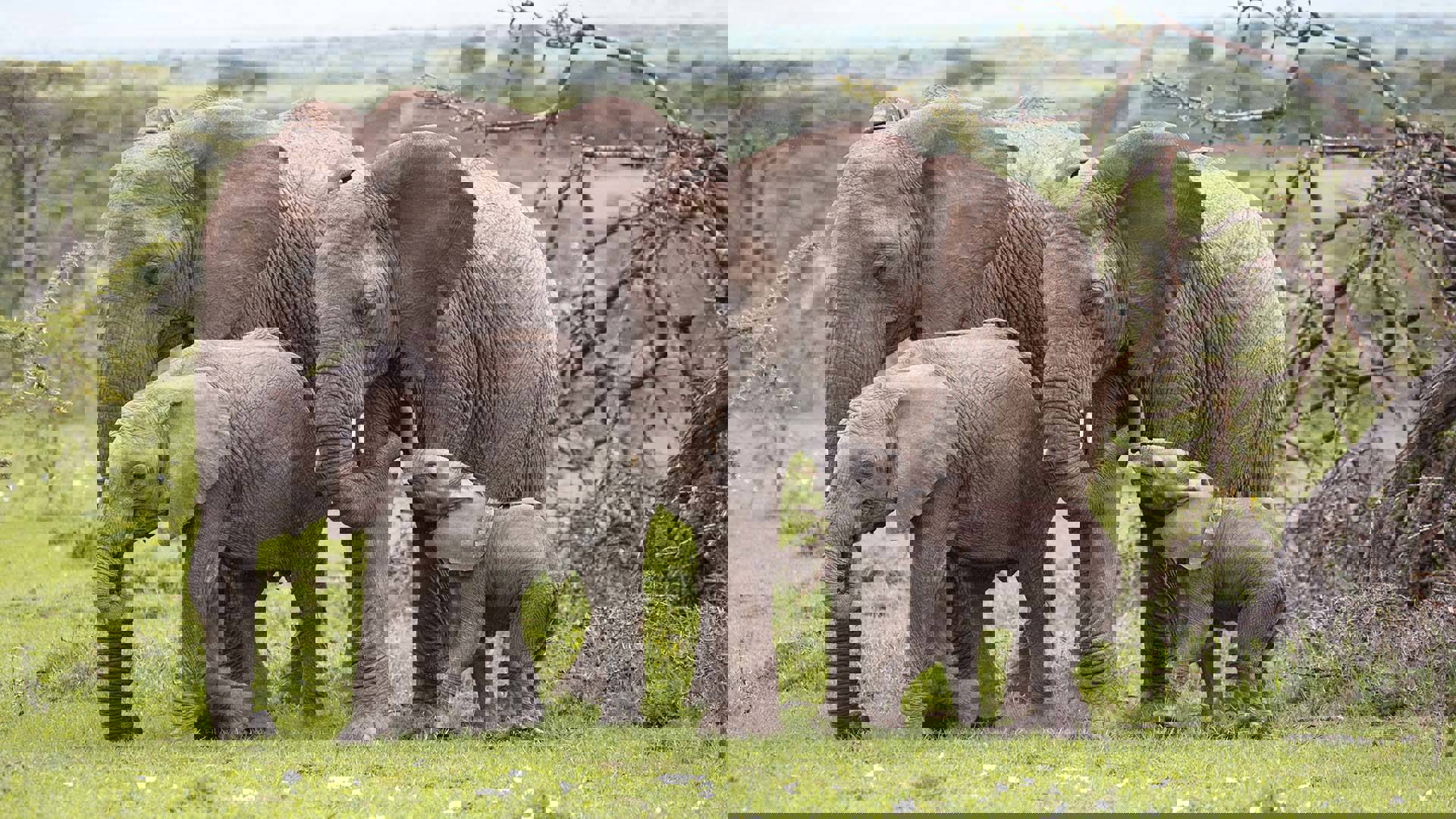 A group of elephants of various ages huddling together.