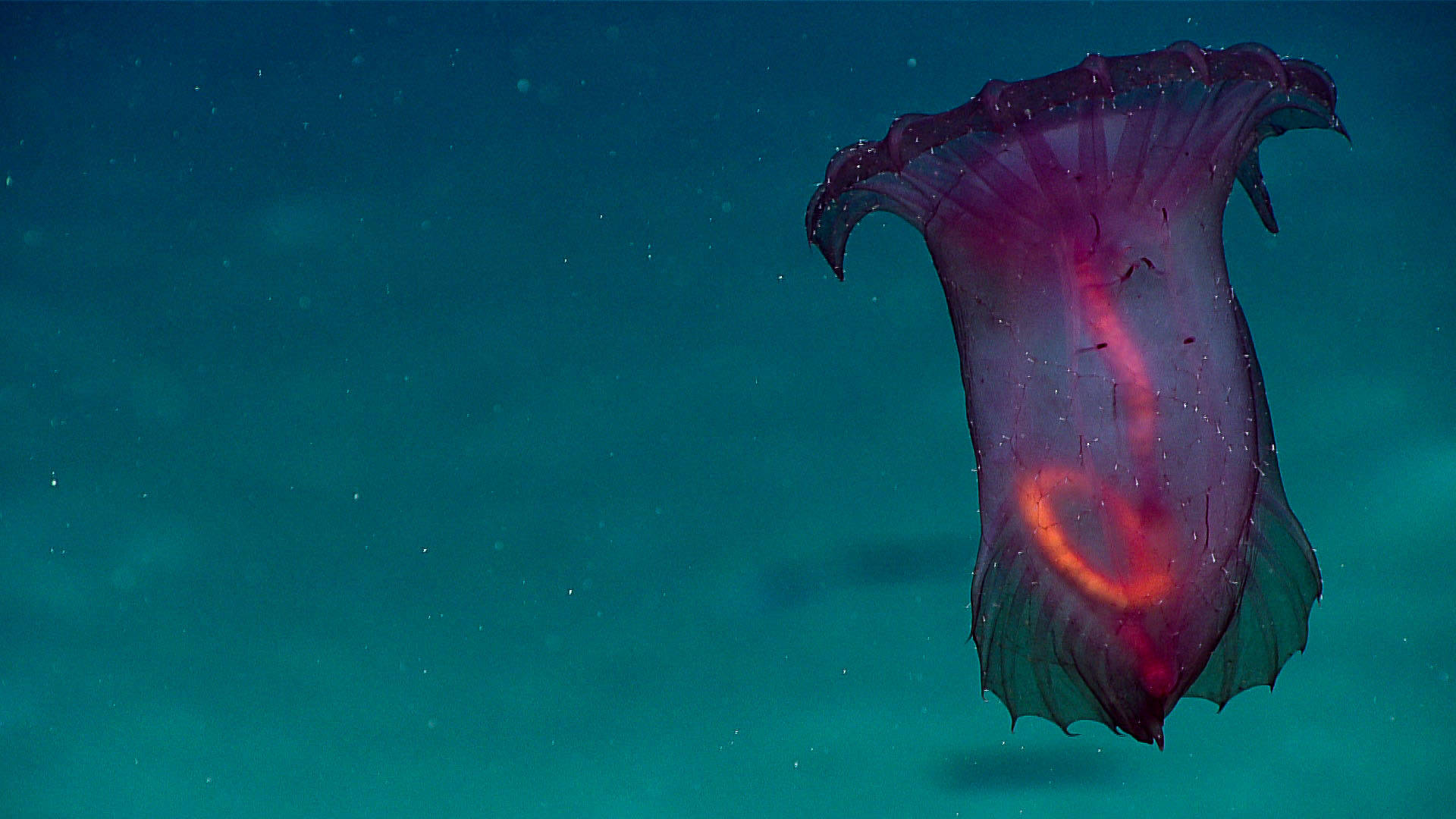 A beautiful purple, green and orange sea creature that looks somewhat like a jellyfish