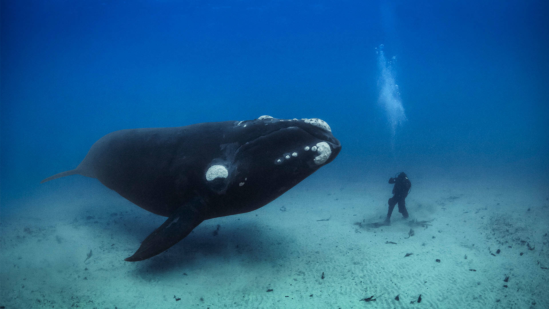 A large, dark colored whale near the ocean floor with a human in a diving suit.