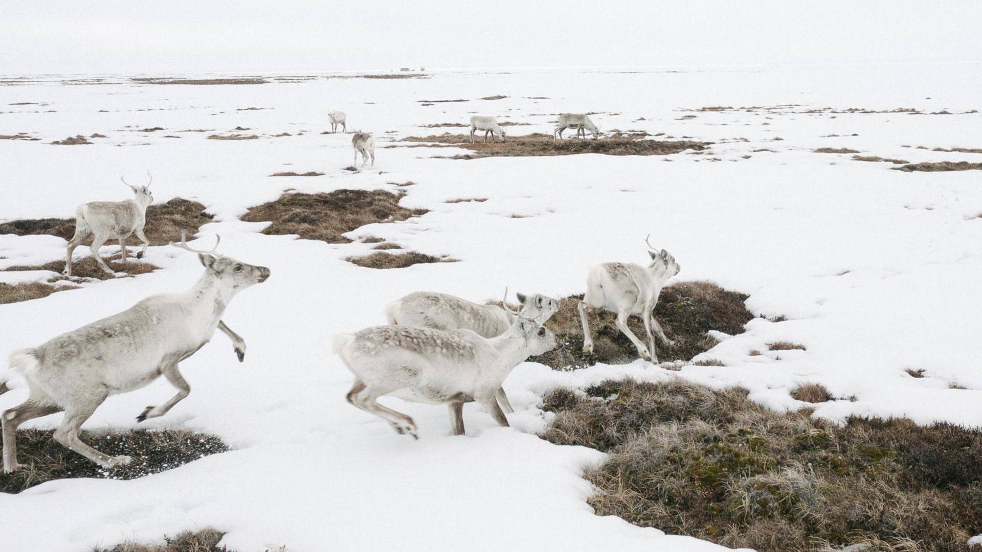Landscape photo of deer running through snow in the arctic.