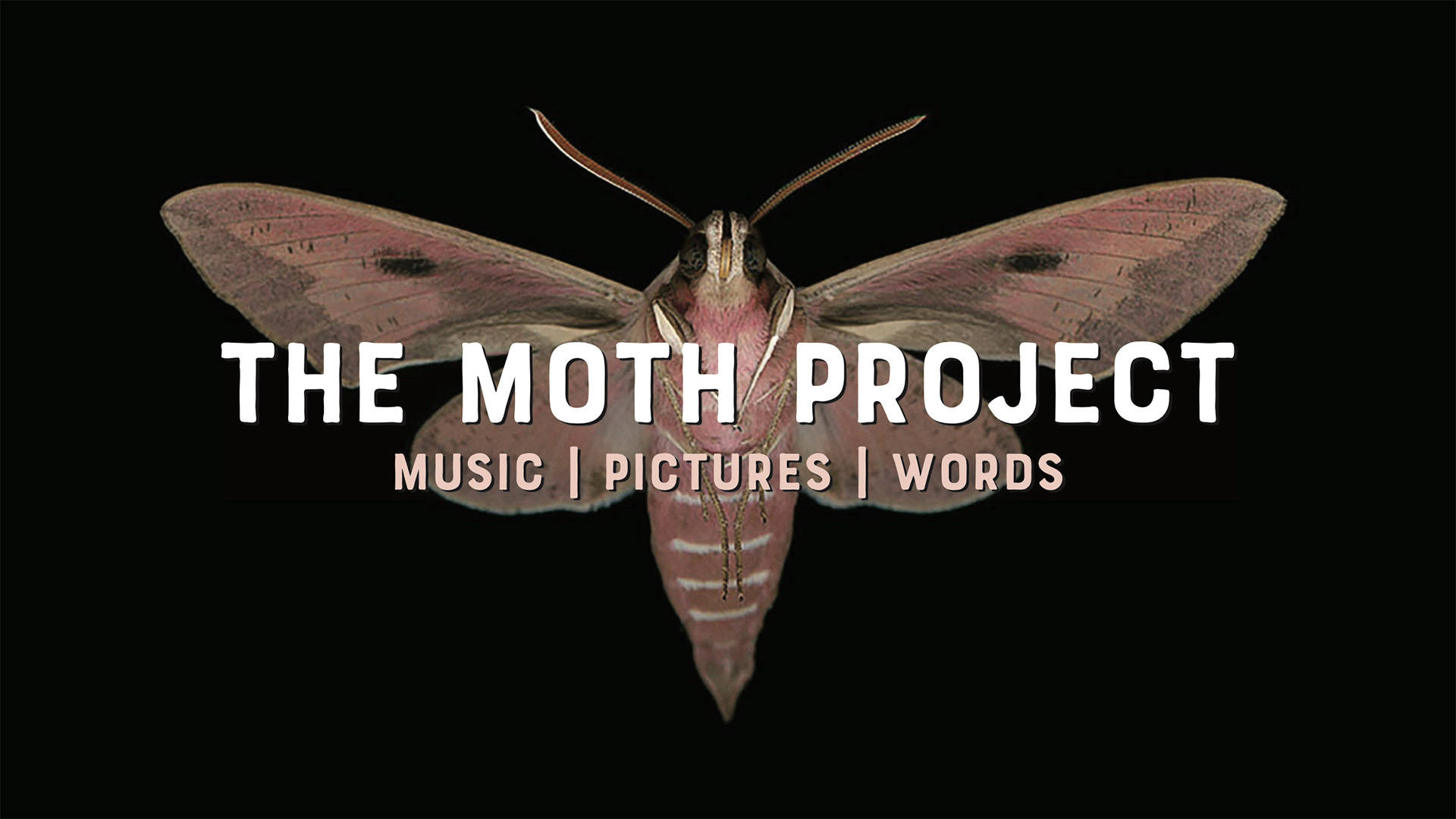 Black banner with a large brown and pink moth that reads: "The Moth Project: Music, Pictures, Words."