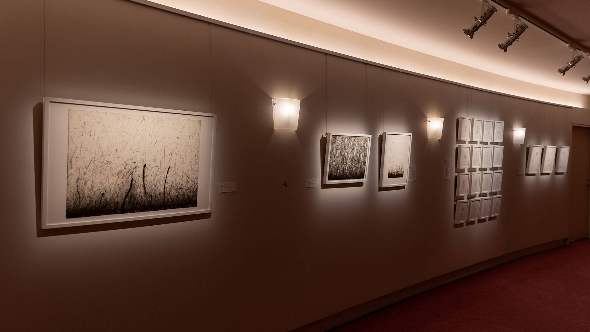 Various black and white drawings of wild plants hanging on a gallery wall.