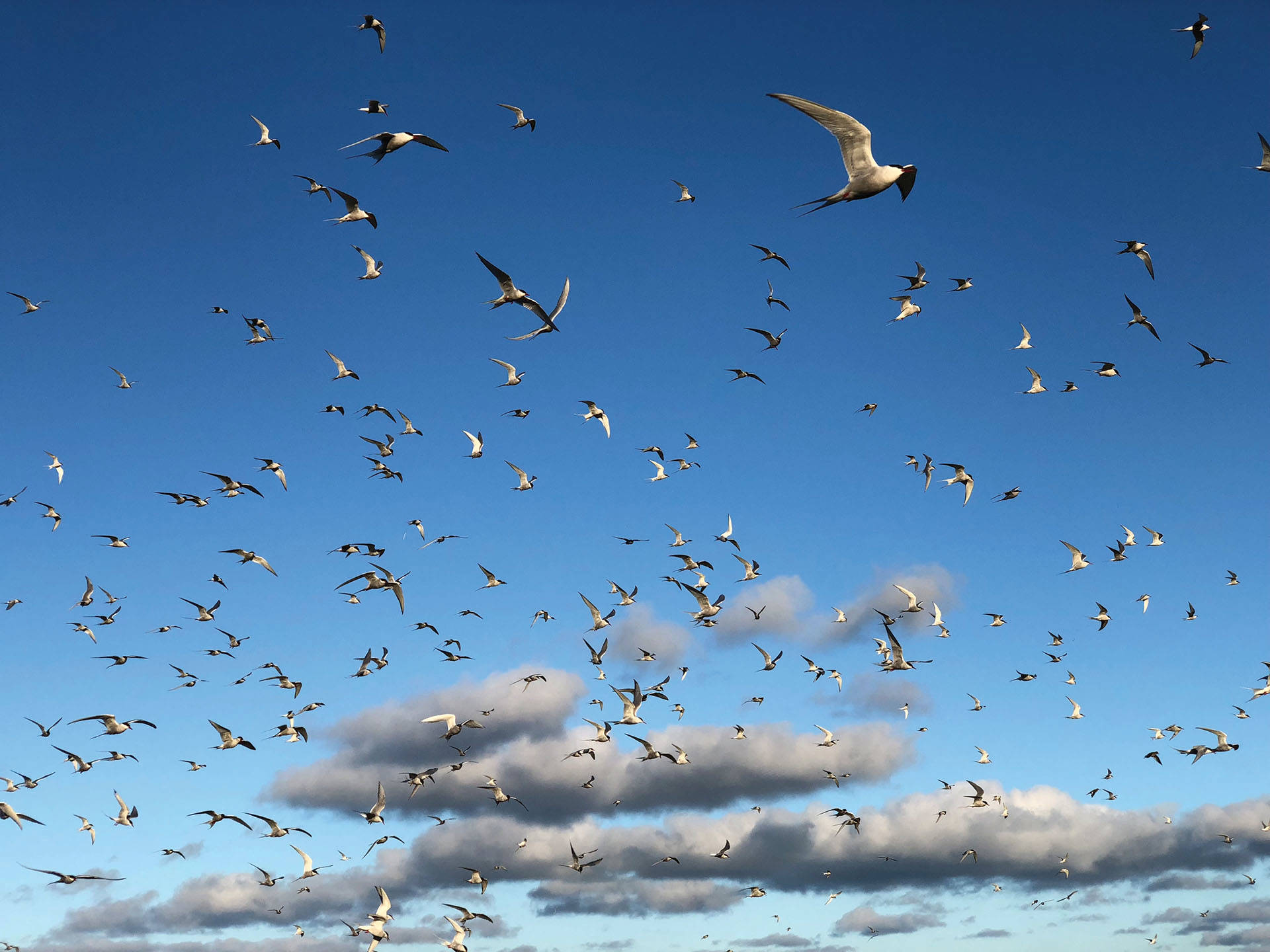 A sky full of dozens of flying seabirds