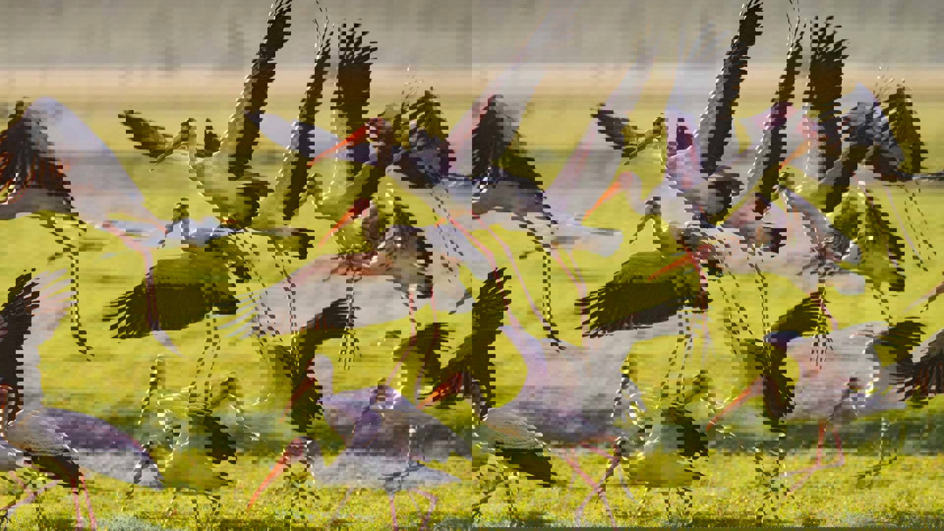 A flock of birds taking flight. They have white bodies, black wings and long orange beaks.