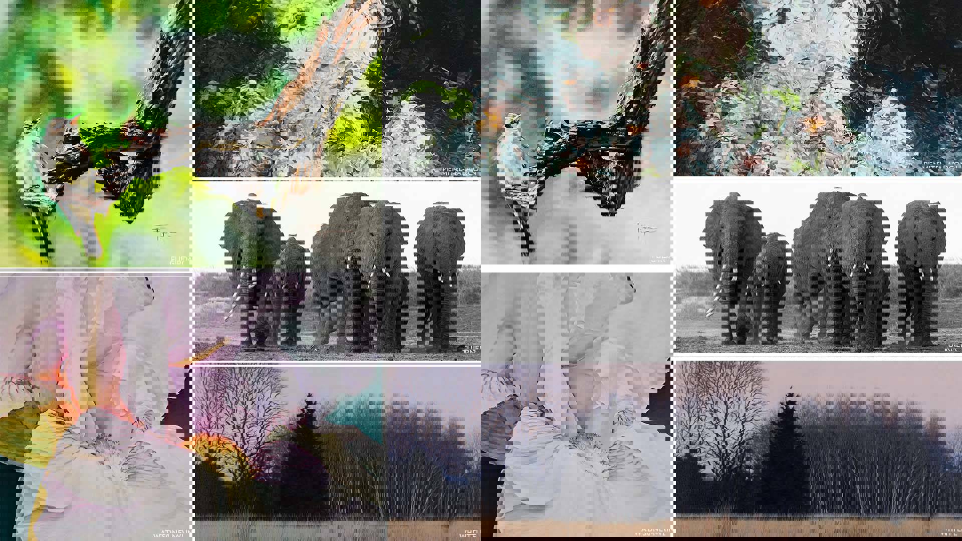 A five image grid collage of various paintings, sketches and multi-media art pieces in each square, each focused on nature.