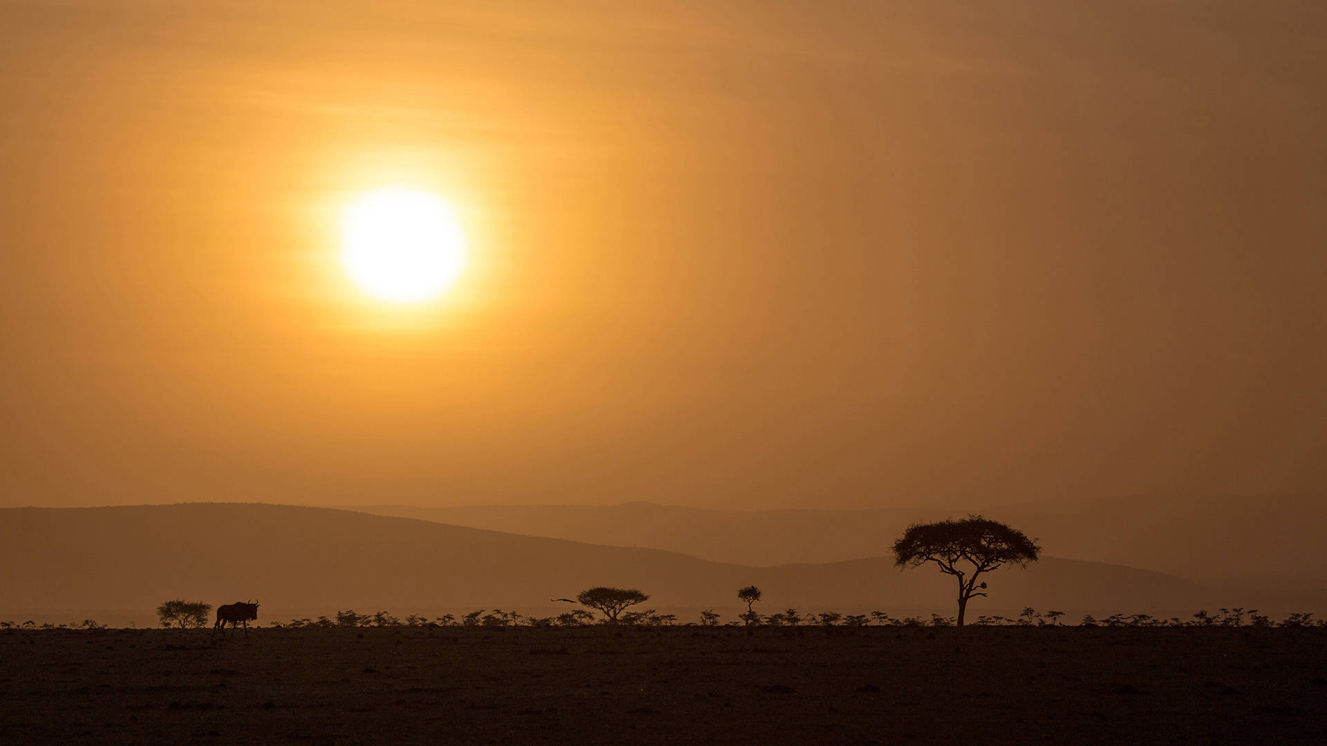 African grasslands in the evening.