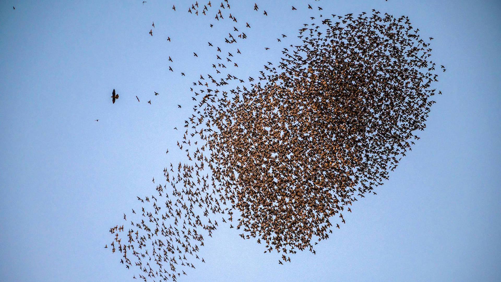 Thousands of birds flying together in the blue sky creating a large formation.