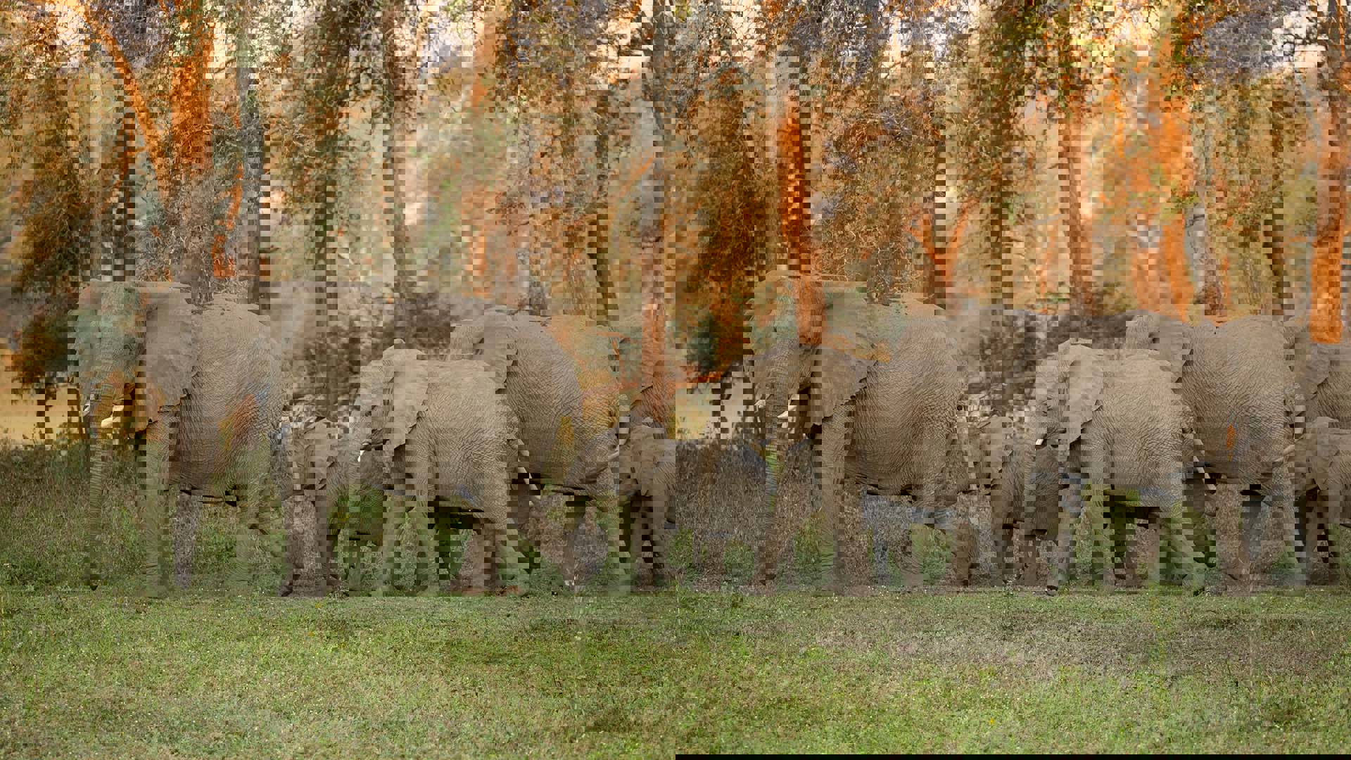 A herd of elephants walking in the same direction.