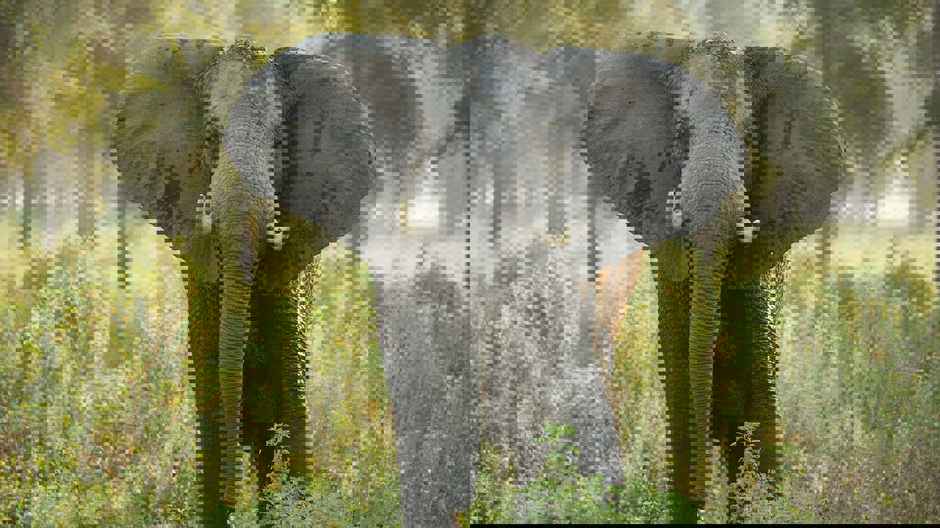 An adult elephant facing the viewer.