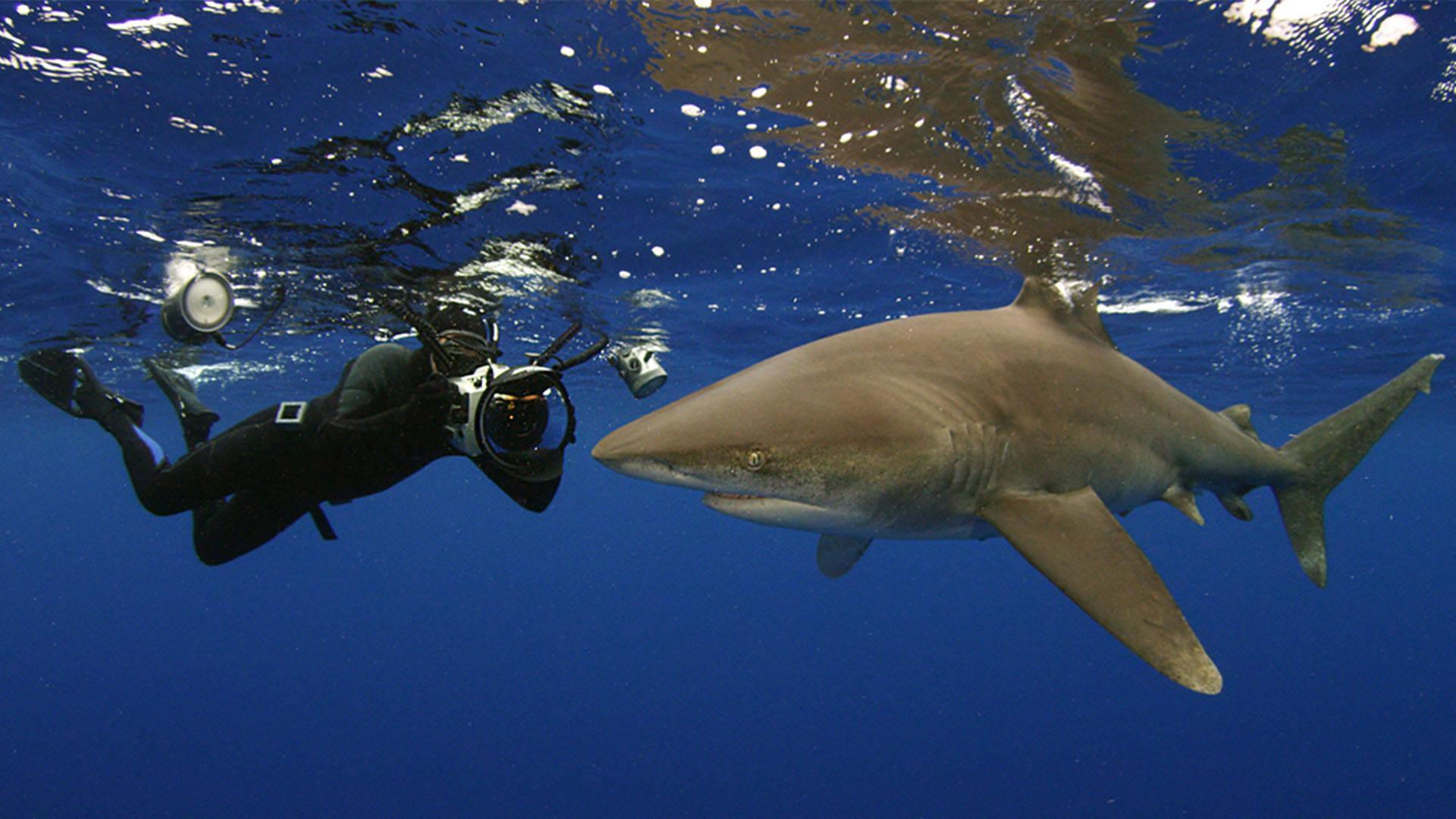 Brian Skerry just under the ocean's surface with a large shark. He is holding an underwater camera.