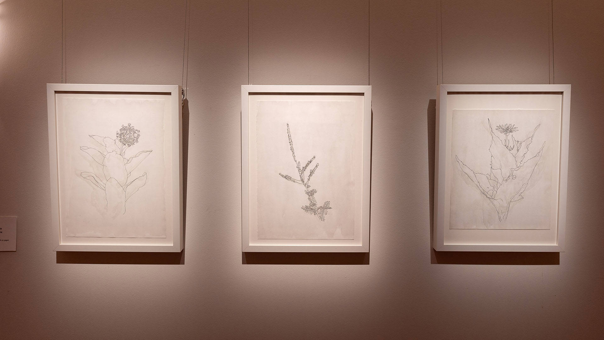 Three black and white drawings of wild plants hanging on a gallery wall.