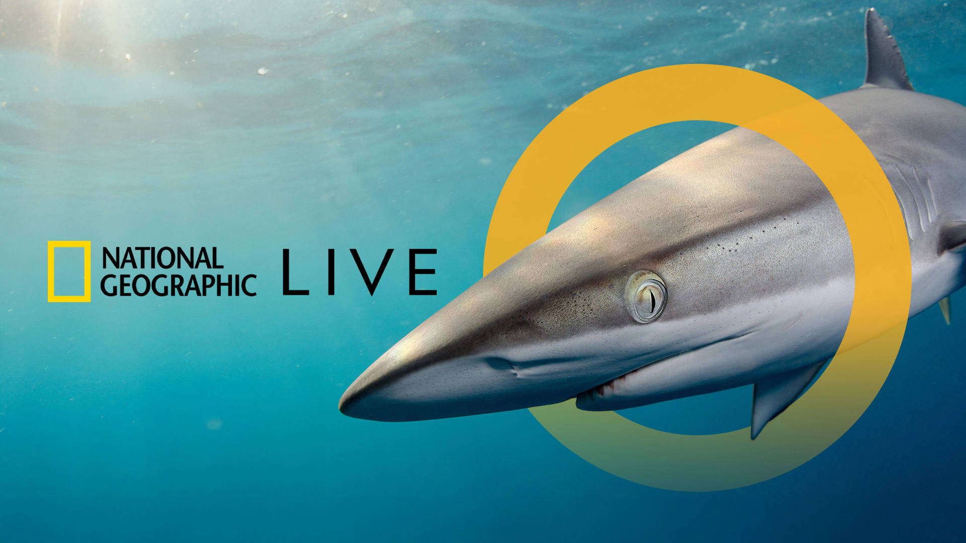 Banner reads: "National Geographic Live." Image of a shark swimming underwater with light shining from above. A yellow "O" digitally surrounds the sharks head.