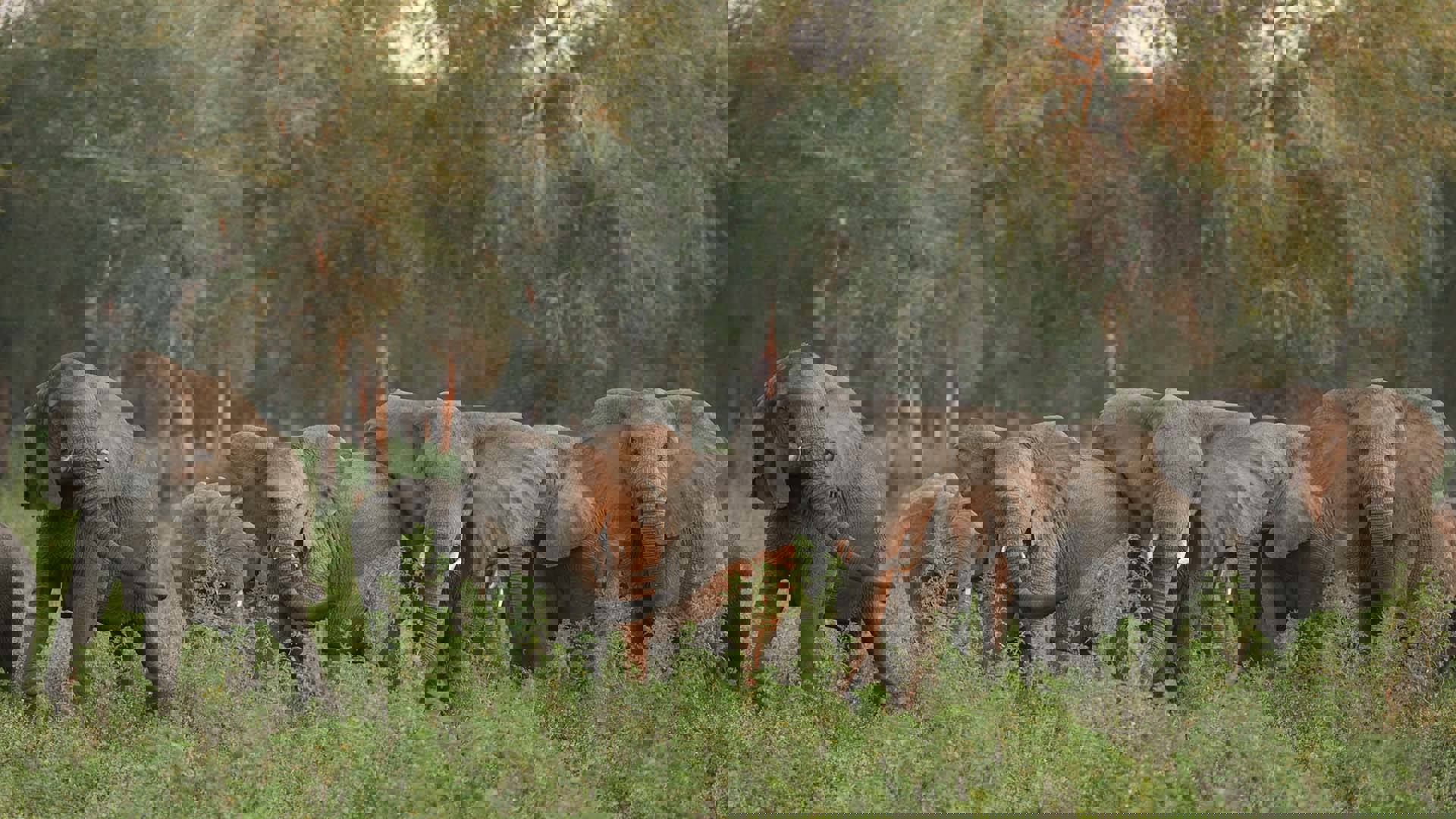 A herd of elephants in the wild