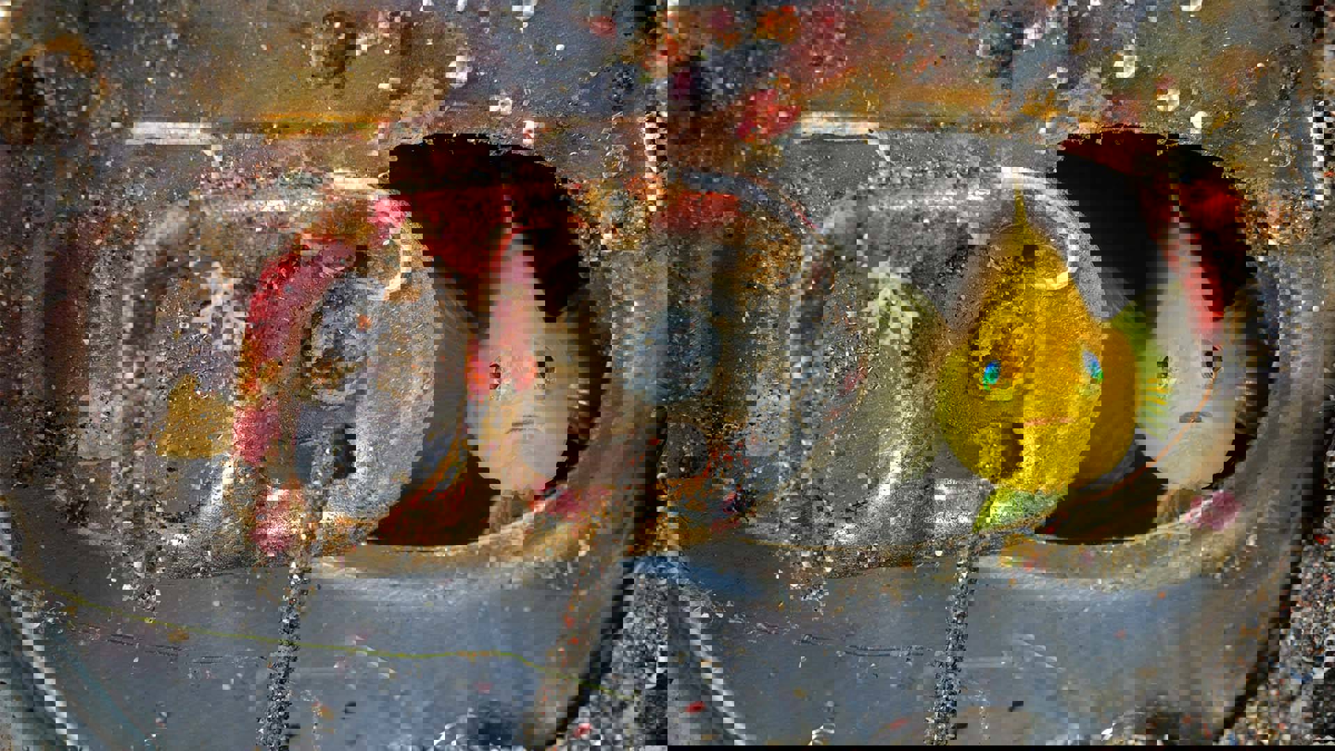 A small, bright yellow fish hiding in the hole of a rusted soda can.