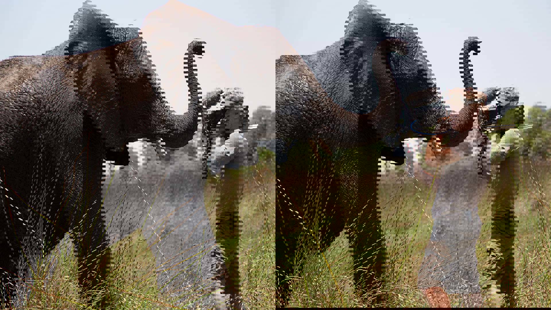 A videographer face to face with an elephant